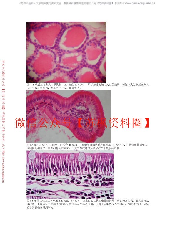 组织学与胚胎学